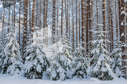 Image of Firs and pines in the forest after snowfall