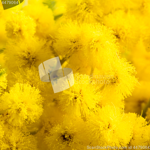 Image of Mimosa flowers, close-up