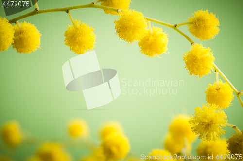 Image of Mimosa flowers, close-up