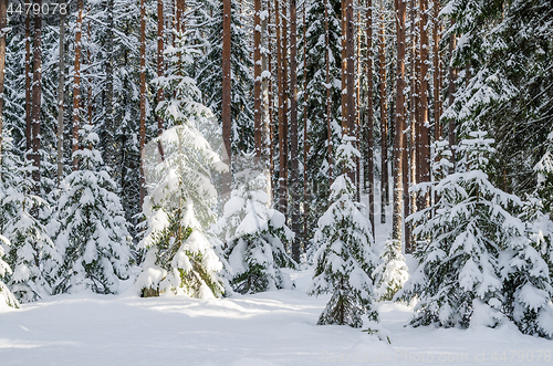 Image of Firs and pines in the forest after snowfall