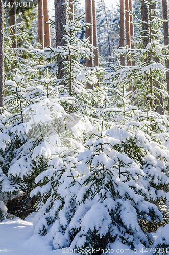 Image of Firs and pines in the forest after snowfall