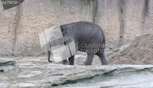 Image of Baby elephant walking