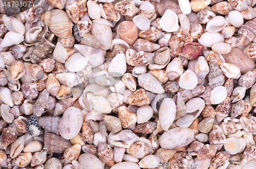 Image of Shells of many types and sizes