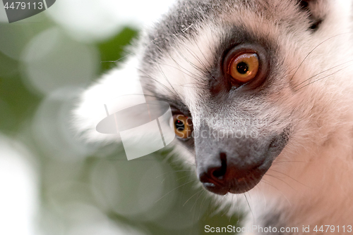 Image of Close up portrait of ring-tailed lemur