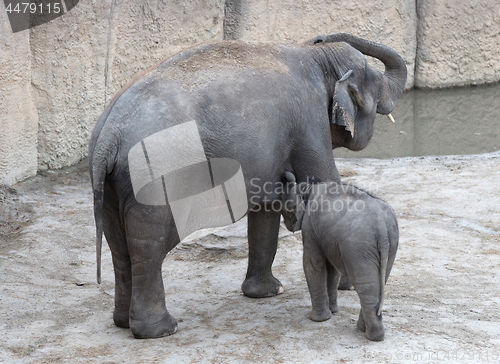 Image of Baby elephant nursing milk from mother
