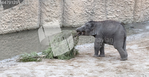 Image of Baby bull elephant with christmas tree