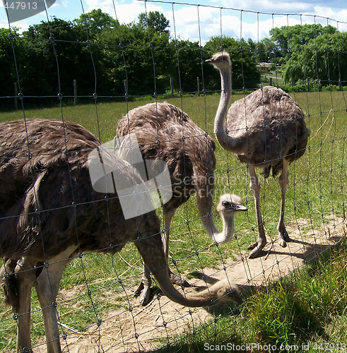 Image of Three ostriches