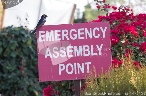 Image of Red emergency assembly point sign