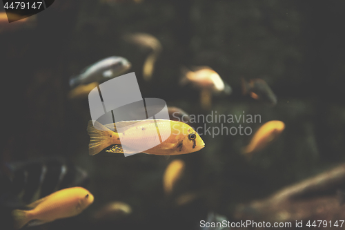 Image of aquarium with colorful fishes