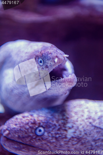 Image of fish swimming in aquarium