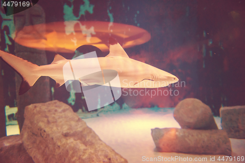 Image of shark swimming in aquarium