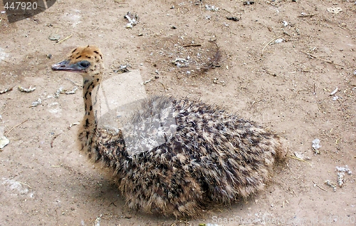Image of The small ostrich