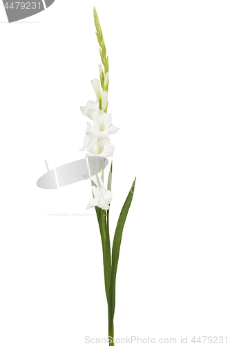 Image of White gladiolus flower