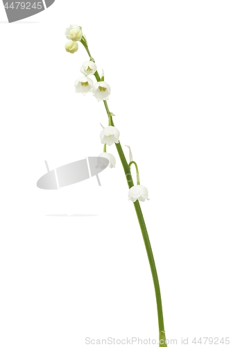 Image of Lily of the valley