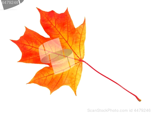 Image of Autumn leaf on white