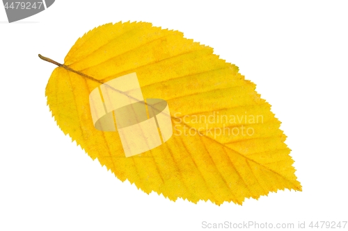 Image of Leaf on white