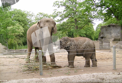 Image of The elephant with the elephant's baby