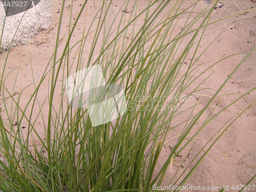 Image of Grass on seacoast.