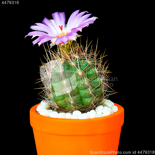 Image of Cactus flowers on black