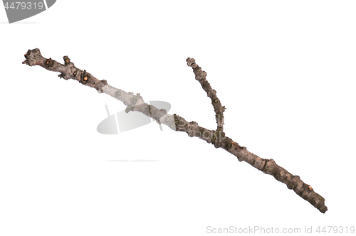 Image of Dry tree branch on white