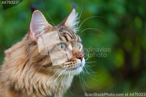 Image of Maine Coon Cat at park