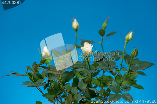 Image of Flowers miniature Rose on blue