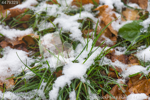 Image of Melting snow on grass