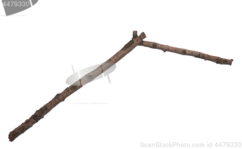 Image of Dry tree branch on white