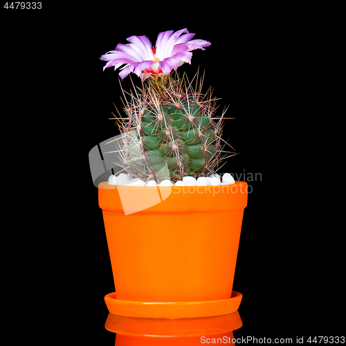 Image of Cactus flowers on black