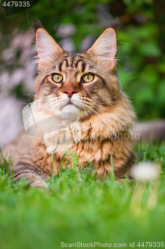 Image of Maine Coon Cat at park