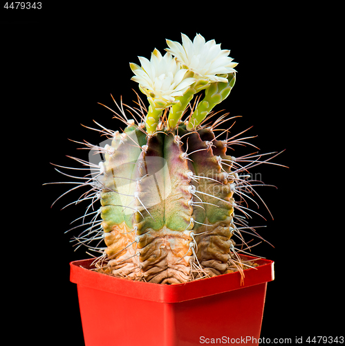 Image of Cactus flowers on black