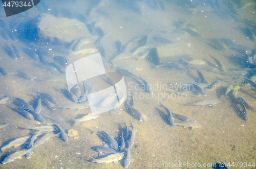 Image of Young carp fish from fish farms released into the reservoir