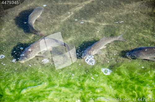 Image of Young carp fish from fish farms released into the reservoir