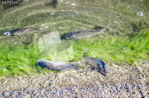 Image of Young carp fish from fish farms released into the reservoir