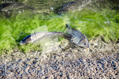 Image of Young carp fish from fish farms released into the reservoir