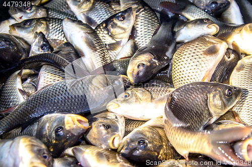 Image of Young carp fish from a fish farm in a barrel are transported for release into the reservoir