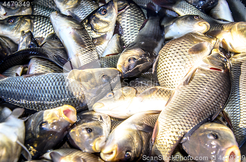 Image of Young carp fish from a fish farm in a barrel are transported for release into the reservoir