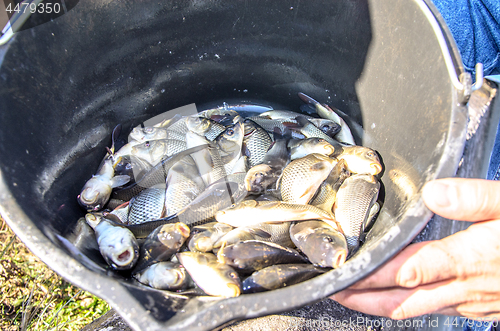 Image of Young carp fish from a fish farm in a barrel are transported for release into the reservoir