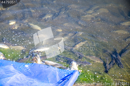 Image of Young carp fish from fish farms released into the reservoir