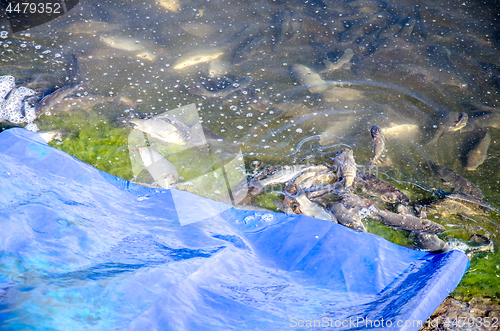 Image of Young carp fish from fish farms released into the reservoir