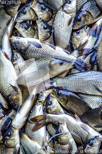 Image of Young carp fish from a fish farm in a barrel are transported for release into the reservoir