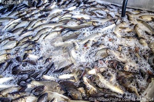 Image of Young carp fish from a fish farm in a barrel are transported for release into the reservoir