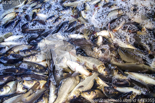 Image of Young carp fish from a fish farm in a barrel are transported for release into the reservoir