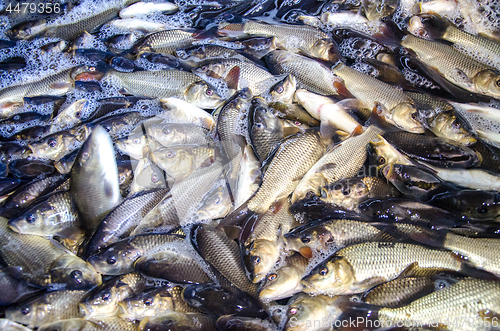 Image of Young carp fish from a fish farm in a barrel are transported for release into the reservoir