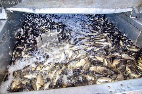 Image of Young carp fish from a fish farm in a barrel are transported for release into the reservoir