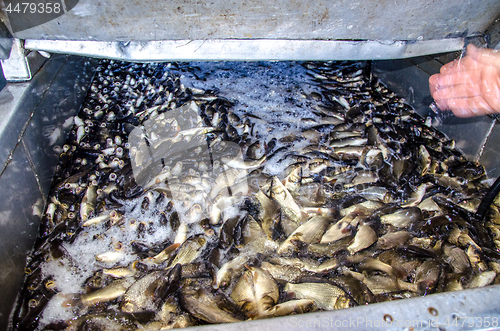 Image of Young carp fish from a fish farm in a barrel are transported for release into the reservoir