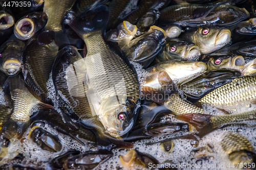 Image of Young carp fish from a fish farm in a barrel are transported for release into the reservoir