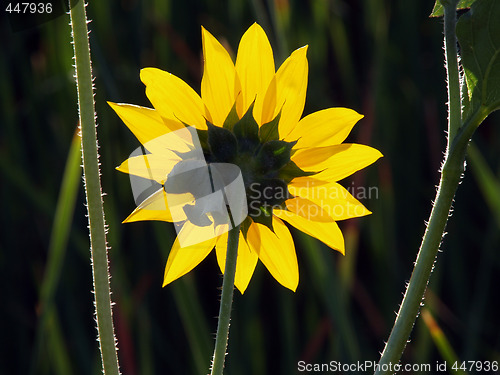 Image of Sunlight shining through yellow petals of flower