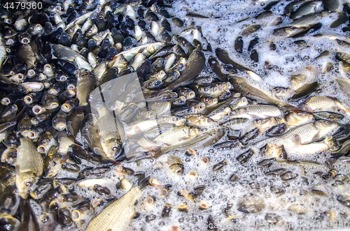 Image of Young carp fish from a fish farm in a barrel are transported for release into the reservoir