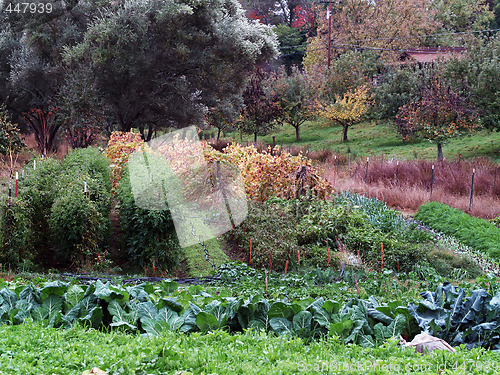 Image of small vegetable garden in fall various plants 